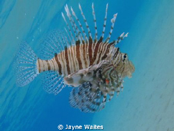 lion fish by Jayne Waites 